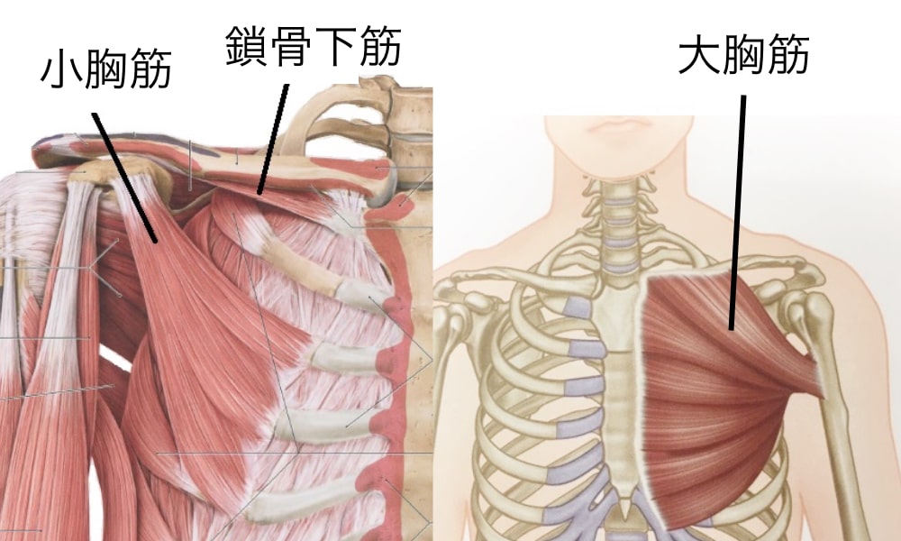 猫背で硬くなる肩こりの原因の胸の筋肉